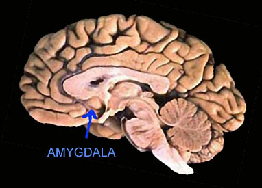 Illustration for article titled How scientists discovered the "fear center" of the brain